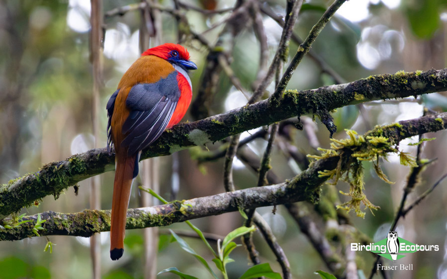 Borneo Sabah birding tour report