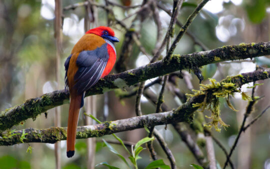 Borneo Sabah birding tour report
