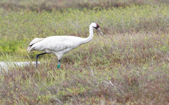Southern Texas birding trip report