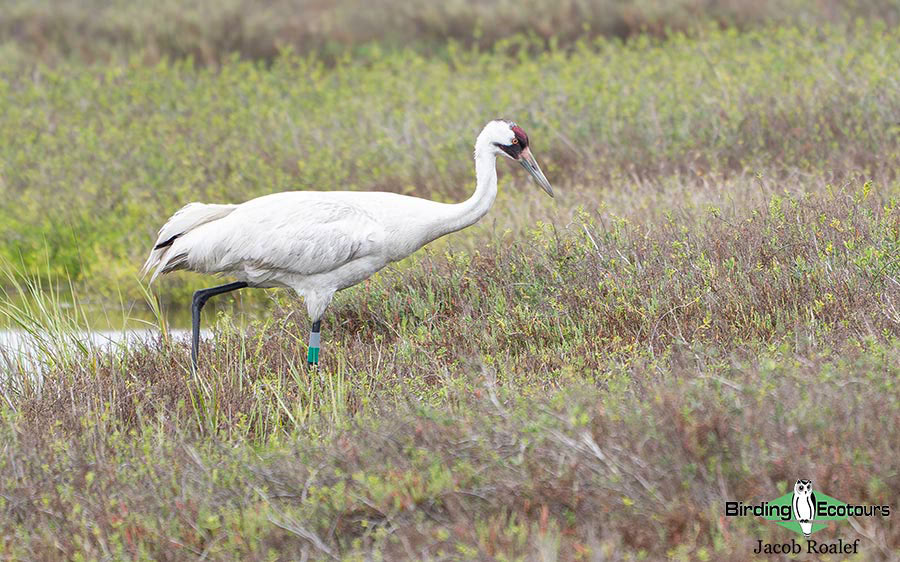 Southern Texas birding trip report