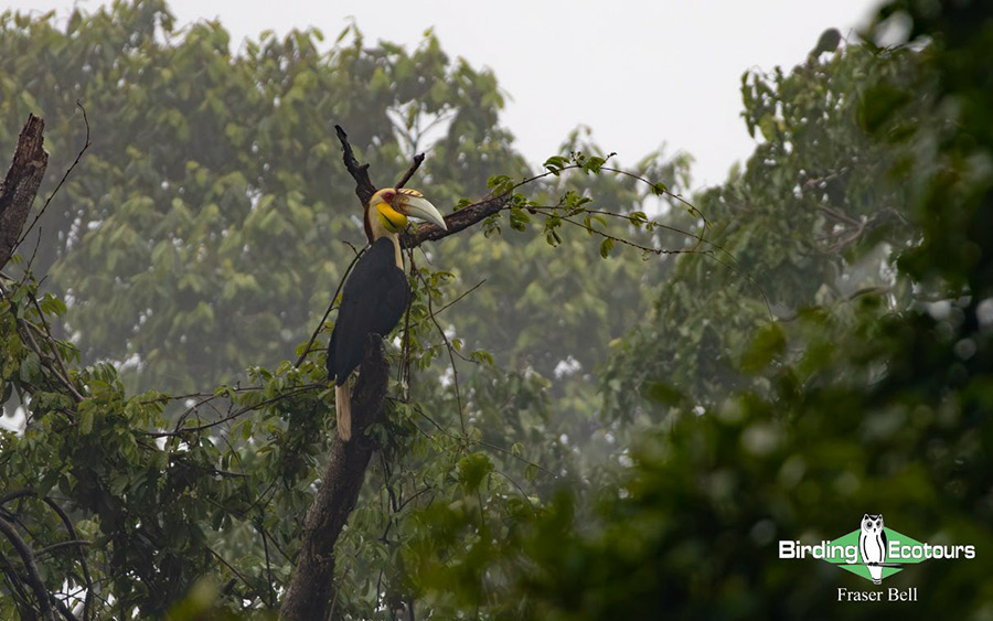 Peninsula Malaysia birding tour report