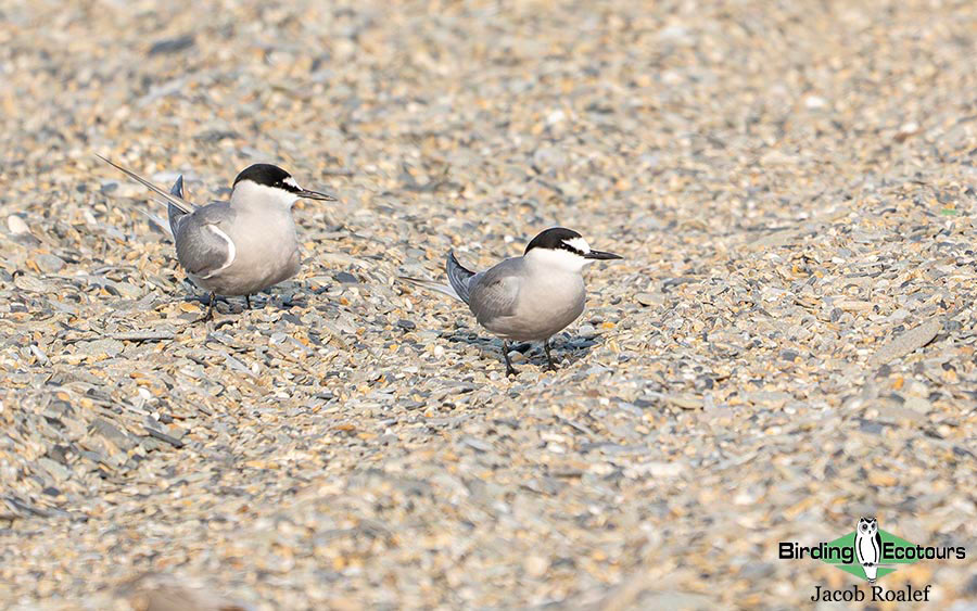 Alaska birding tours