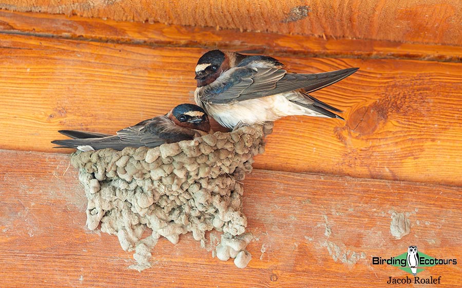 Alaska birding tours
