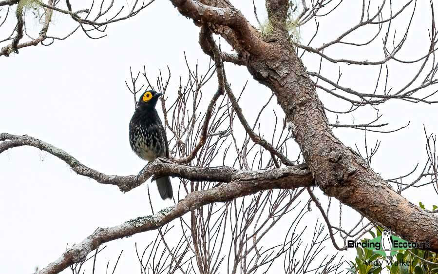Indonesia West Papua birding report