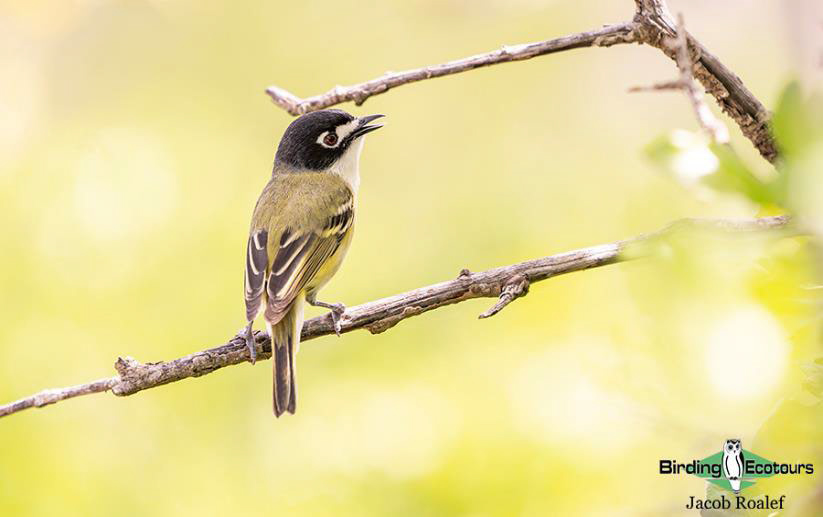 USA Texas Spring birding tours