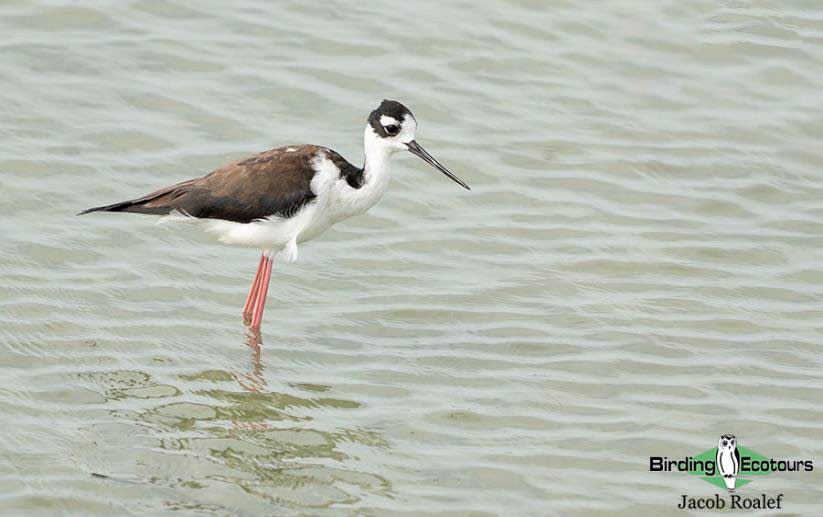 USA Texas Spring birding tours