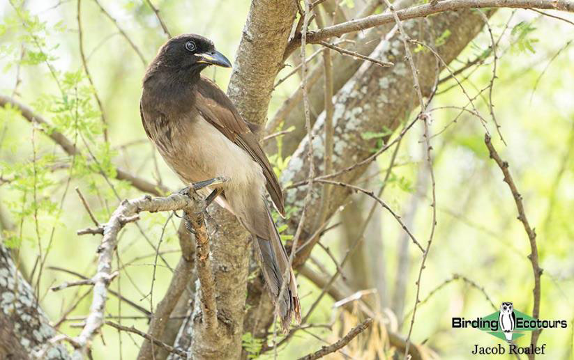 USA Texas Spring birding tours