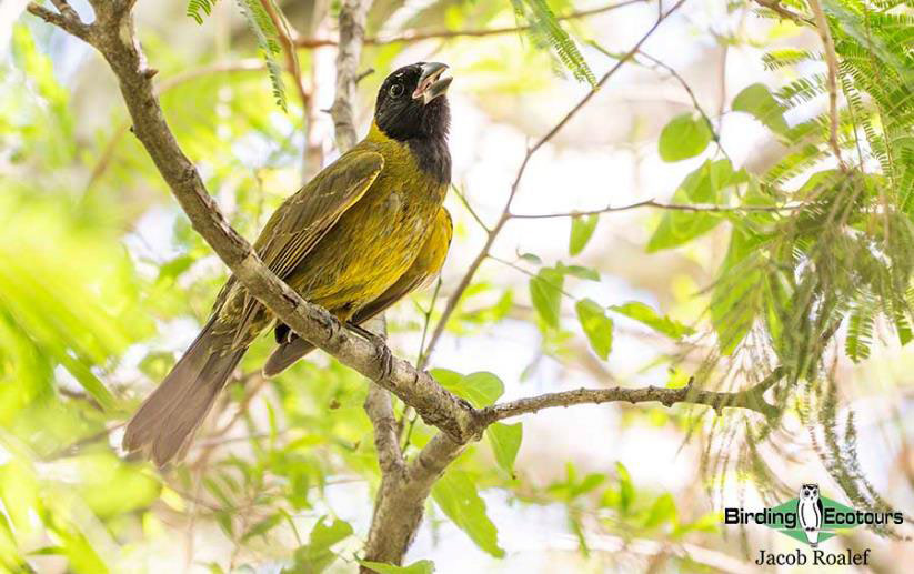 USA Texas Spring birding tours