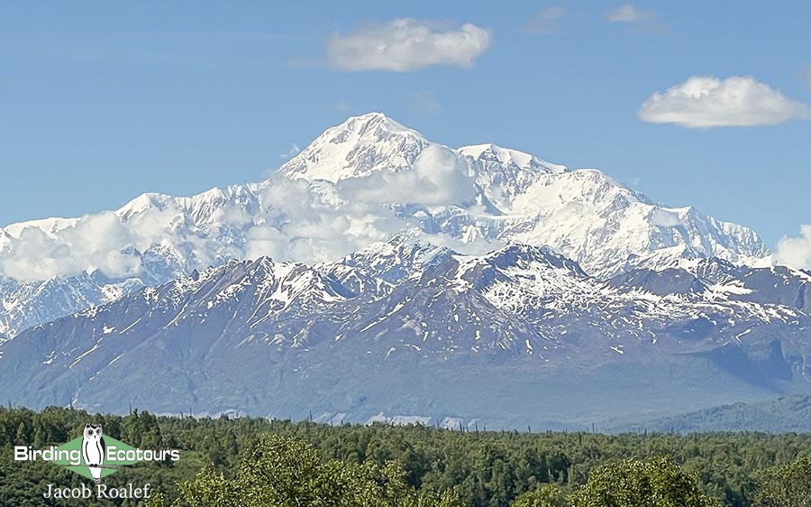 Alaska birding tours
