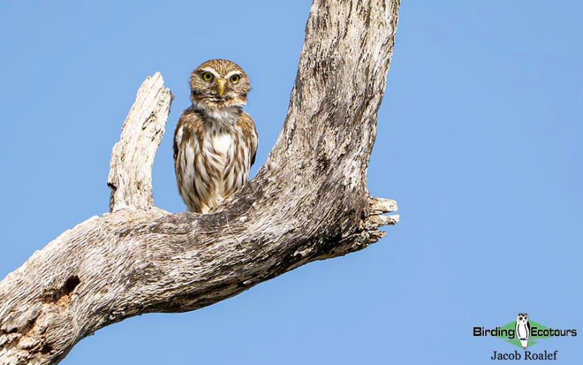 USA Texas Spring birding tours