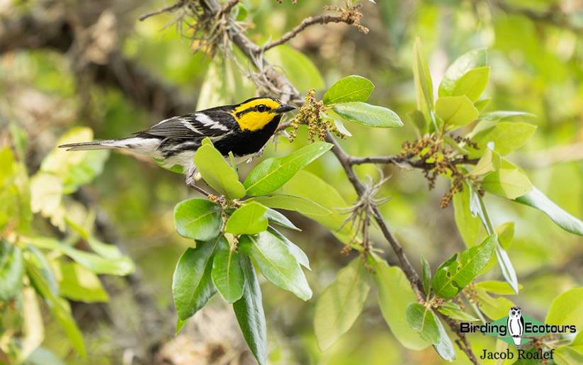 USA Texas Spring birding tours