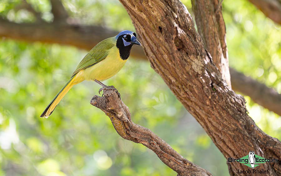 USA Texas Spring birding tours