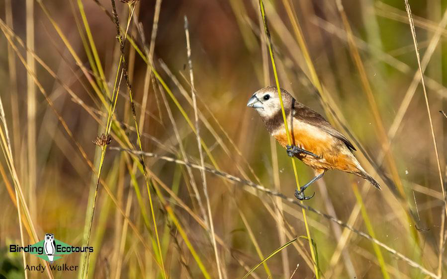 Indonesia West Papua birding report