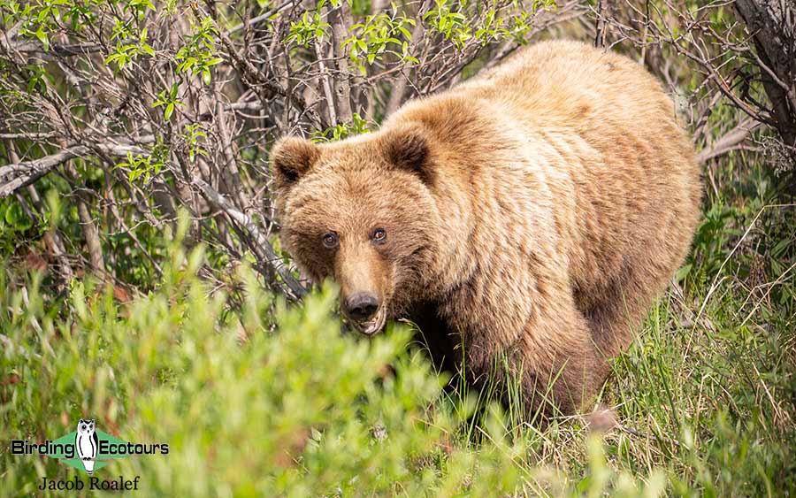 Alaska birding tours
