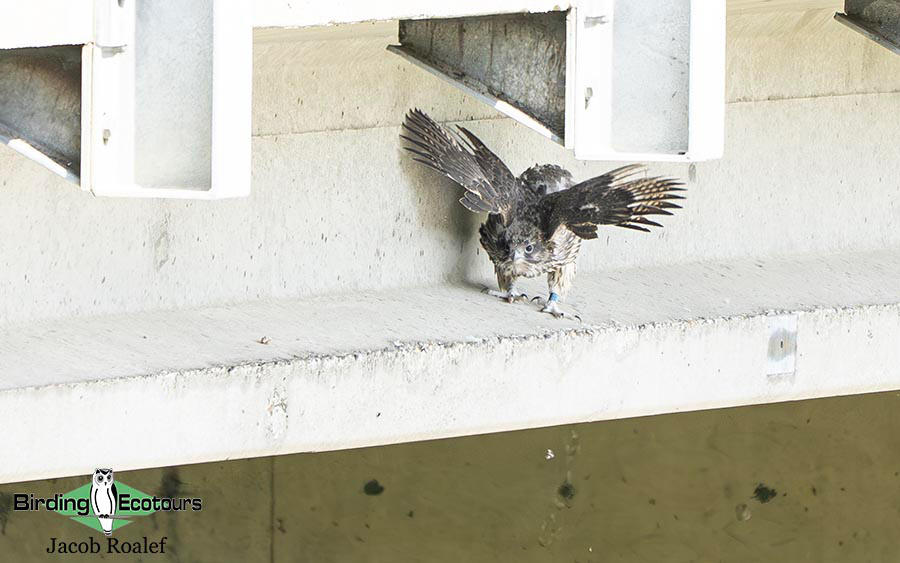 Alaska birding tours