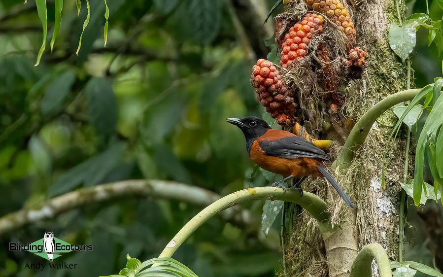Indonesia West Papua birding report