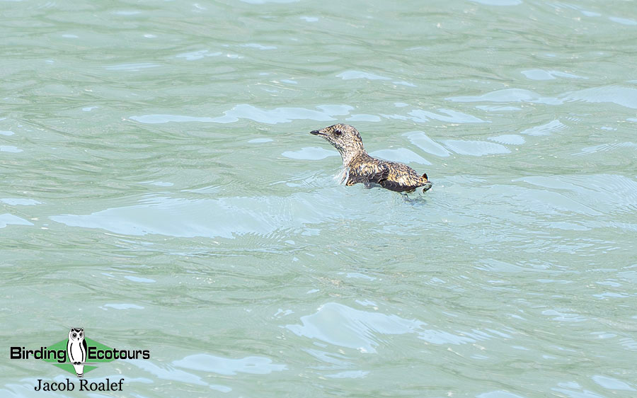 Alaska birding tours