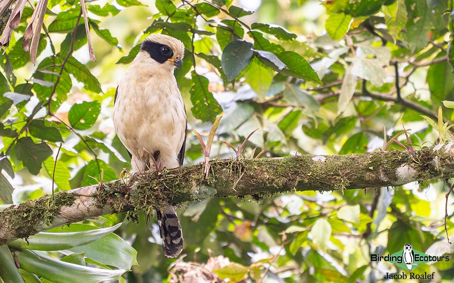 Costa Rica birding report