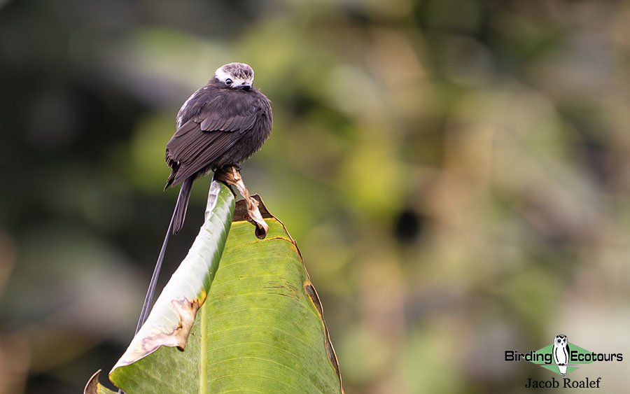 Costa Rica birding report