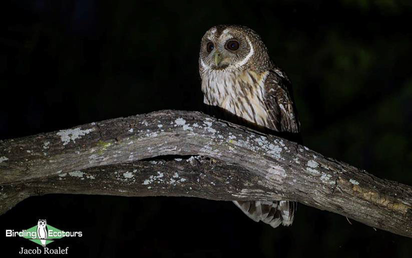 USA Texas Spring birding tours