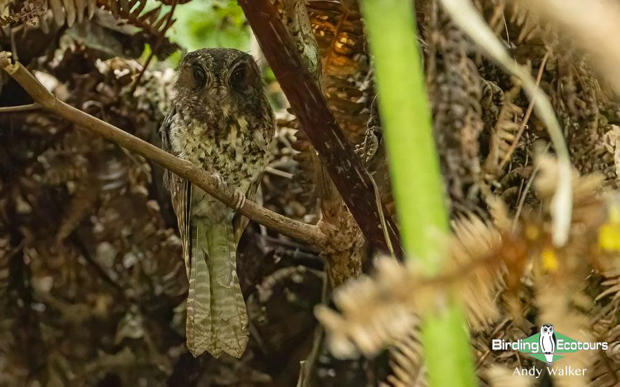 Indonesia West Papua birding report