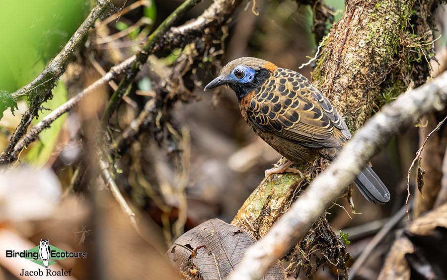 Costa Rica birding report