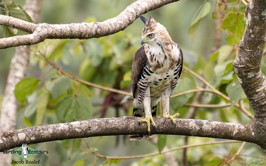 Costa Rica birding report