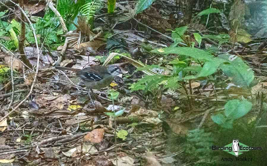 Indonesia West Papua birding report