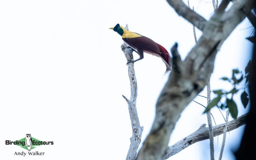 Indonesia West Papua birding report
