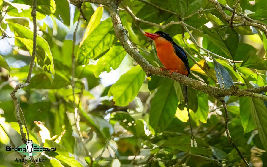 Indonesia West Papua birding report