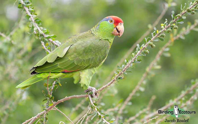 USA Texas Spring birding tours