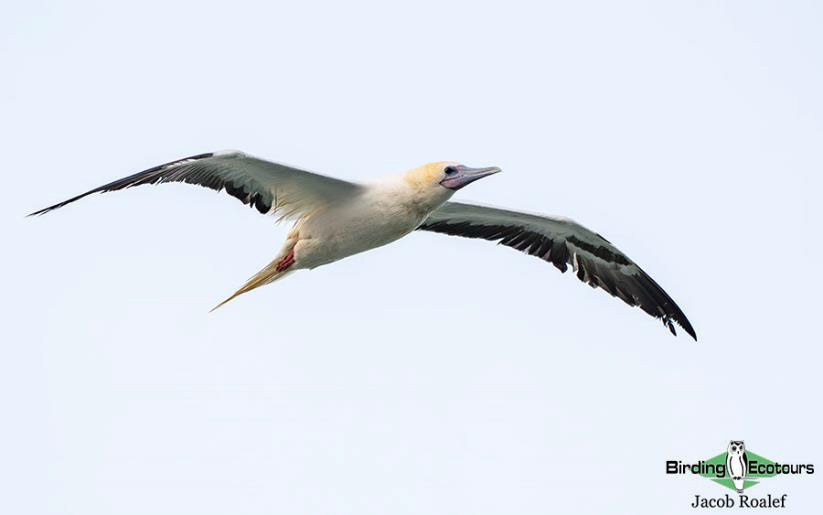 USA Texas Spring birding tours