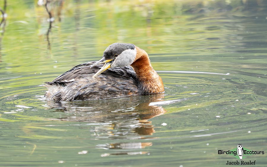 Alaska birding tours