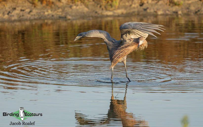 USA Texas Spring birding tours