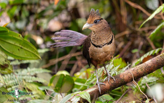 Costa Rica birding report