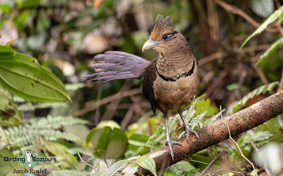 Costa Rica birding report