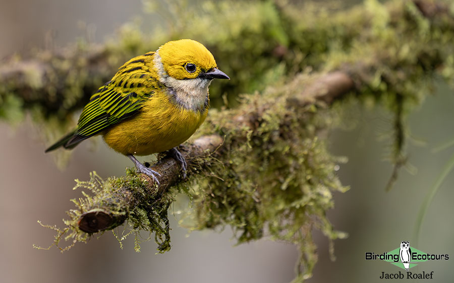 Costa Rica birding report