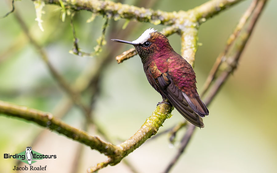 Costa Rica birding report
