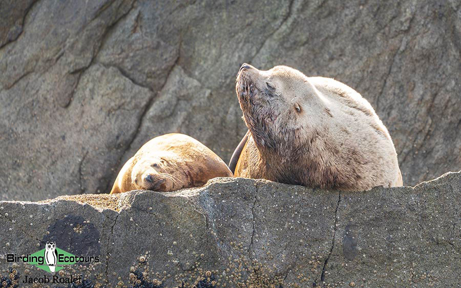 Alaska birding tours
