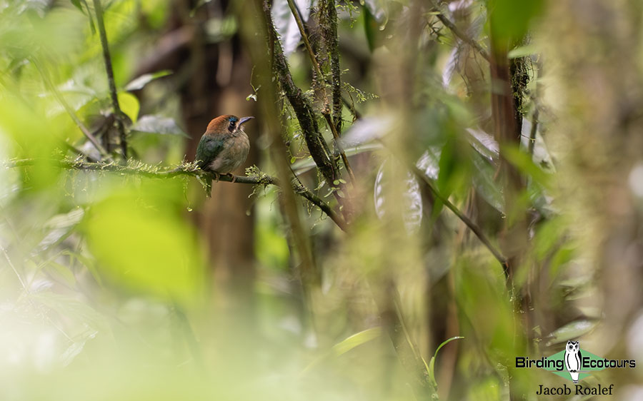 Costa Rica birding report