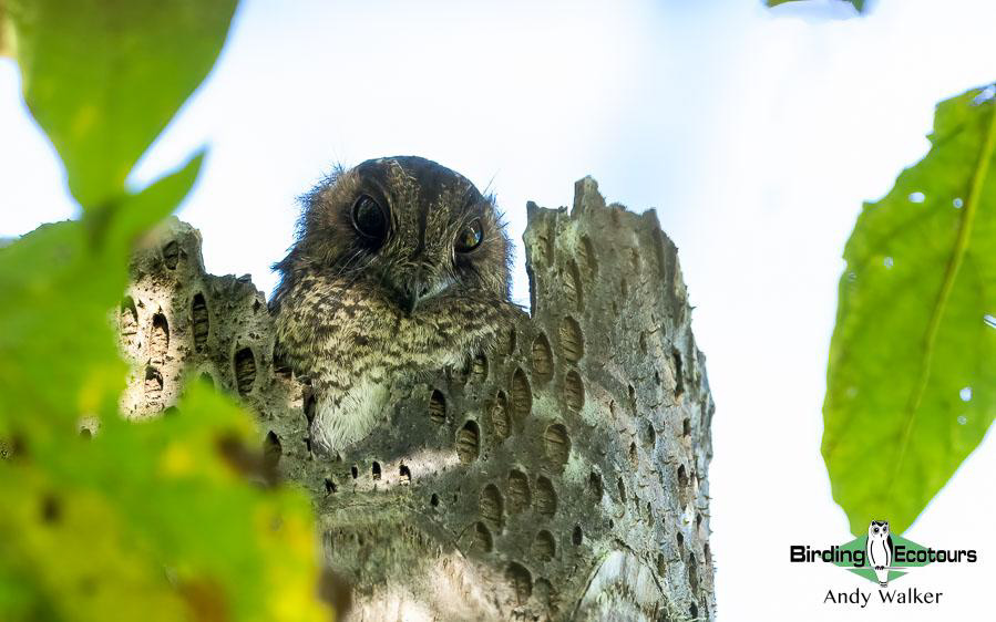 Indonesia West Papua birding report