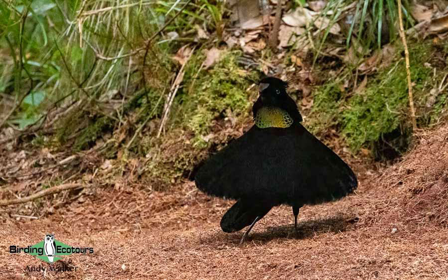 Indonesia West Papua birding report
