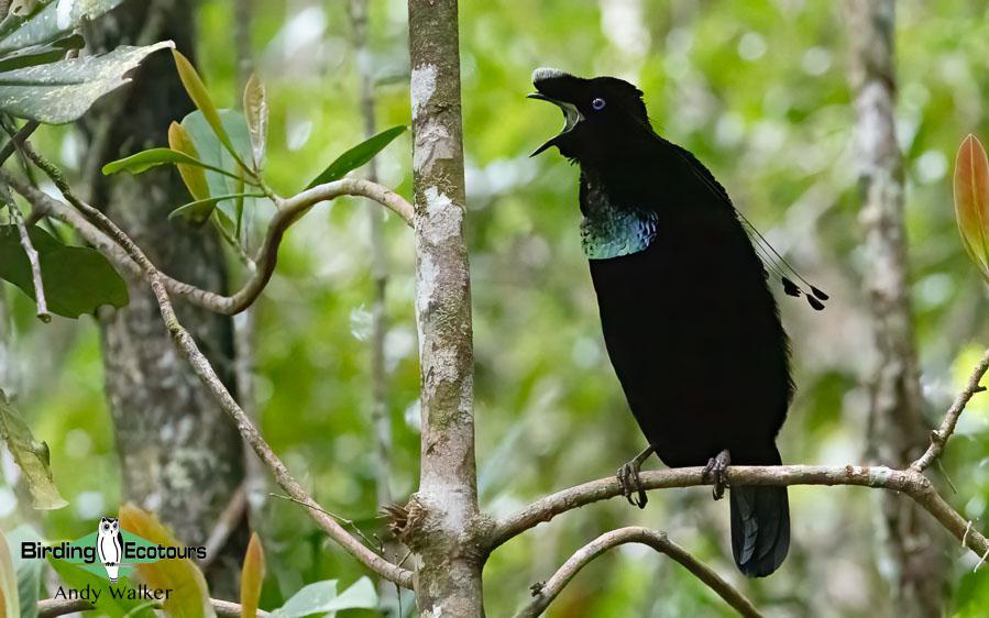 Indonesia West Papua birding report