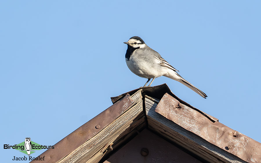 Alaska birding tours