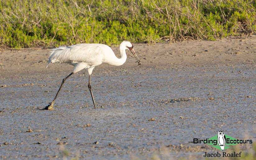USA Texas Spring birding tours