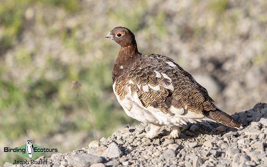 Alaska birding tours