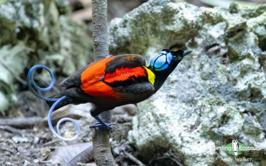 Indonesia West Papua birding report