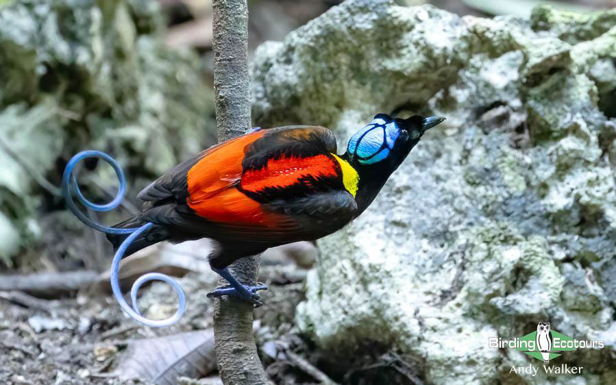 Indonesia West Papua birding report