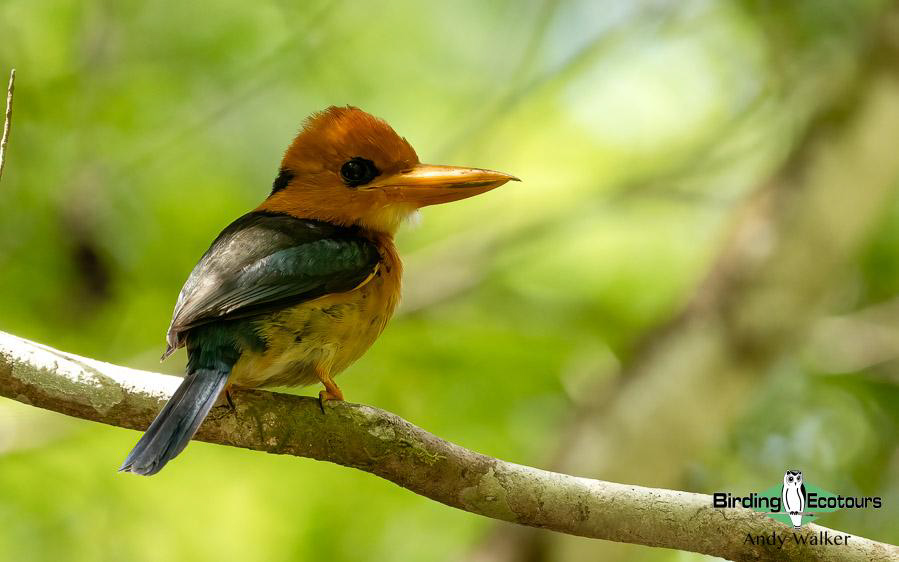 Indonesia West Papua birding report