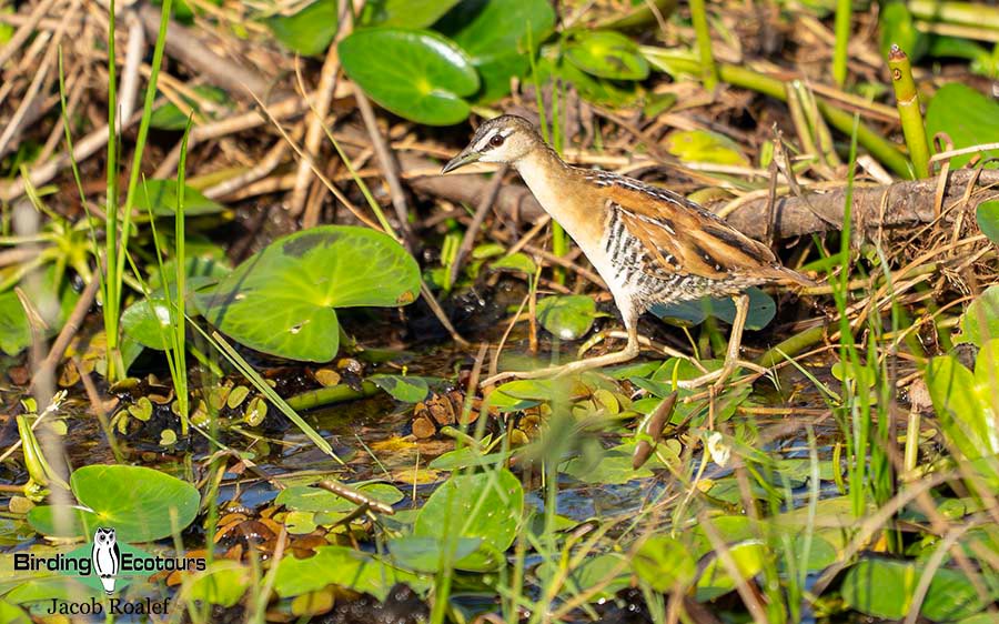Costa Rica birding report